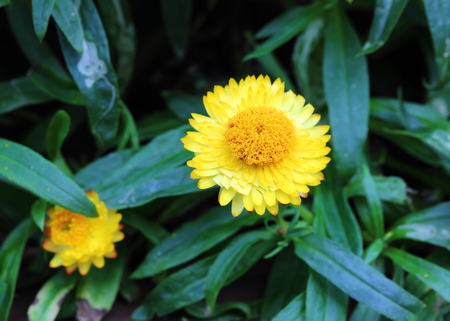 beautiful yellow flowerの写真素材