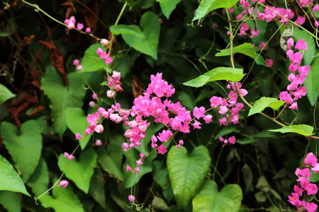 pink flower backgroundの写真素材