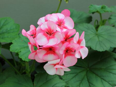 close up of beautiful pink flowerの写真素材