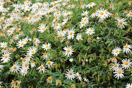 daisy flowers backgroundの写真素材