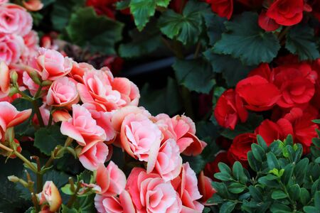 close up of beautiful pink flower and red flowerの写真素材