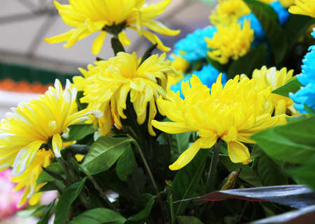 beautiful yellow flower asterの写真素材