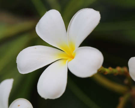 close up of white and yellow frangipani flowerの写真素材