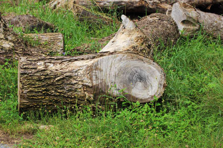 Old timber, Dry timberの写真素材