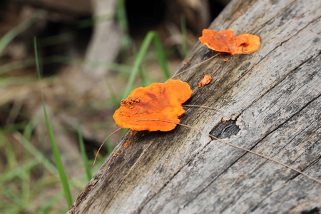 close up of orange wild mushroom growing on timberの写真素材