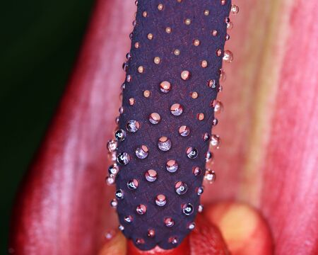 close up of Drops of water trapped Flowersの写真素材