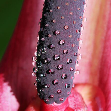 close up of Drops of water trapped Flowers, nature backgroundの写真素材