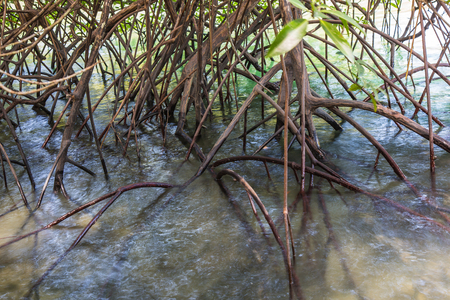 roots of Mangroves at low tideの写真素材