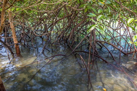 roots of Mangroves at up tideの写真素材