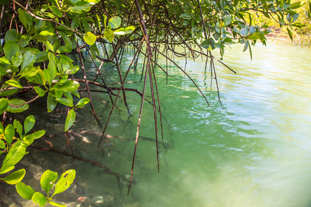 Mangroves at up tideの写真素材
