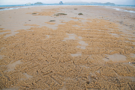 the sand is the habitat of Ghost crabs on the beach in the evening (selective focus)の写真素材