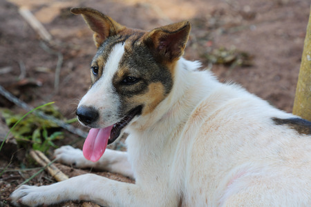 Dog looking something with happy faceの写真素材