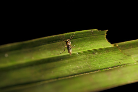 house mosquito (Culex pipiens) sitting on green grass bladeの写真素材