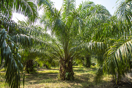 Oil Palm Plantation for manufacture biodieselの写真素材
