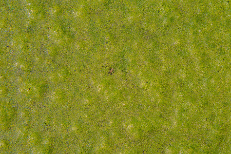 Water surface covered with green duckweed (Lemna) for background or textureの写真素材
