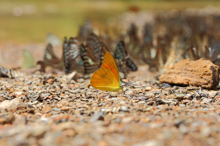 Selective focus of yellow batterflys on blurred abstract nature background.の写真素材