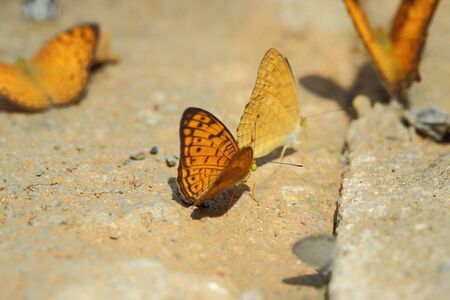 Selective focus of yellow batterfly on blurred abstract nature background.の写真素材