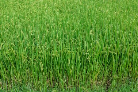 Raw rice in rice field texture, nature green backgroundの写真素材