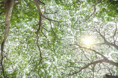 bottom view of fresh green forest with sunlight, nature  backgroundの写真素材