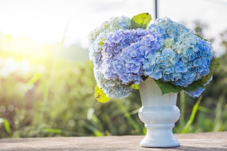 hydrangea flowers in white vase top on old wooden table and sunlight of sunsetの写真素材