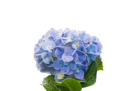 closeup view hydrangea flowers isolated on white backgroundの写真素材