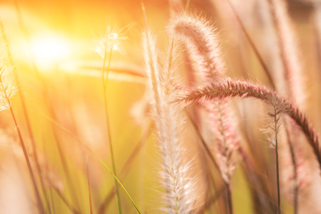 close-up of grass field or flower grass and sunset backgroundの写真素材