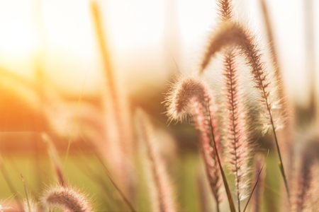grass field or flower grass and sunset backgroundの写真素材