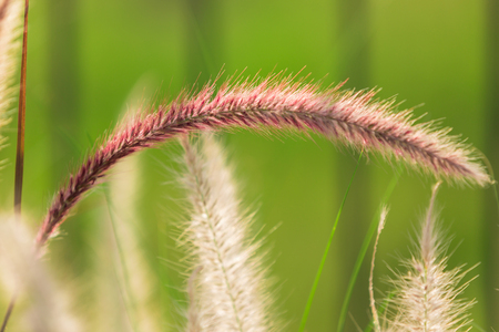 close-up of red grass field or flower grass backgroundの写真素材