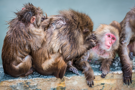 Relaxation of Japanese snow monkey onsen (macaques) in winterの写真素材