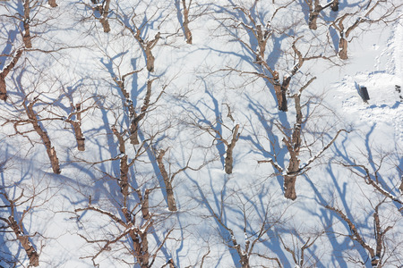 top view of tree on snow in the winter, white nature texture backgroundの写真素材