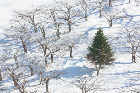 top view of tree on snow with one Pine in the winter, white nature backgroundの写真素材