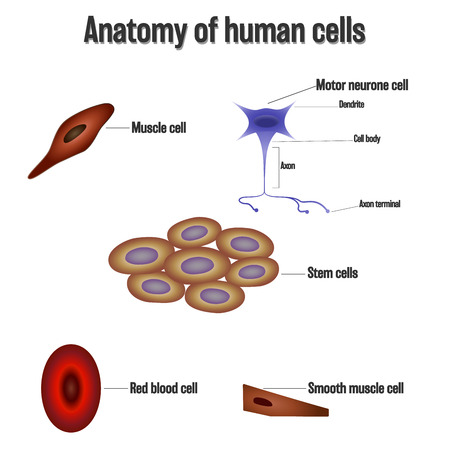 Anatomy of human cells isolated on white background as Health care and science concept. vector illustration.のイラスト素材