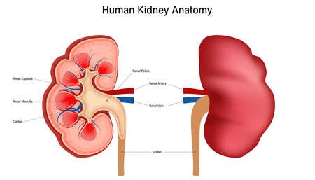 Inside view of human kidney anatomy isolated on white background. vector illustration.のイラスト素材
