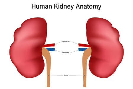 Inside view of human kidney anatomy isolated on white background. vector illustration.のイラスト素材