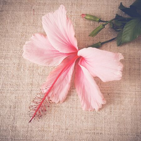 Pink Hibiscus flowers on linen, copy space background, selective focus, vintage toneの写真素材