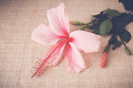 Pink Hibiscus flowers on linen, copy space background, selective focus, vintage toneの写真素材