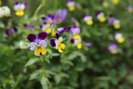 Organic pansy viola flowers in garden, selective focusの写真素材