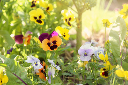 Mixed organic colorful pansy viola flowers in garden, vintage filterの写真素材