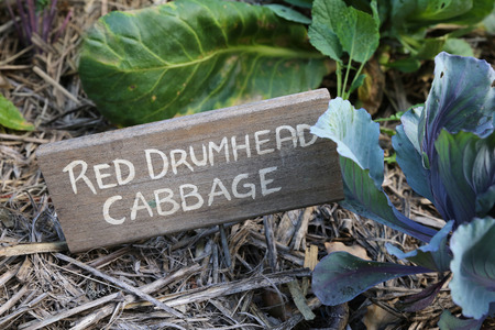 Rustic vegetable markers, red drumhead cabbage