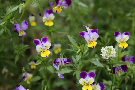 Organic pansy viola flowers in garden, selective focusの写真素材