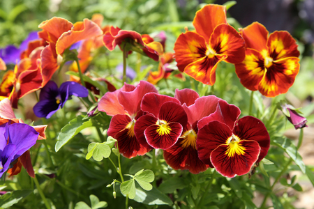 Mixed organic colorful pansy viola flowers in garden, selective focusの写真素材