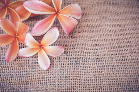 Plumeria Frangipani flower copy space background, selective focus, toningの写真素材