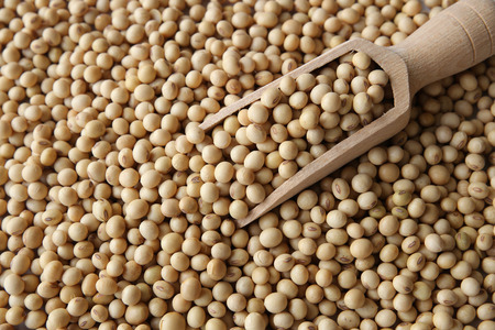 soybeans with wooden scoopの写真素材