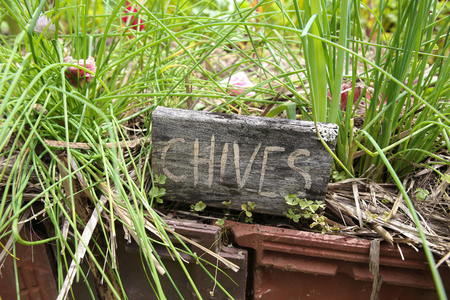 Rustic Herb markers, Chivesの写真素材