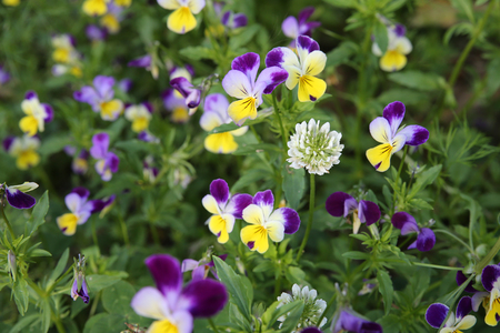 Organic pansy viola flowers in garden, selective focusの写真素材