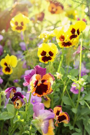 Mixed organic colorful pansy viola flowers in garden, vintage filterの写真素材
