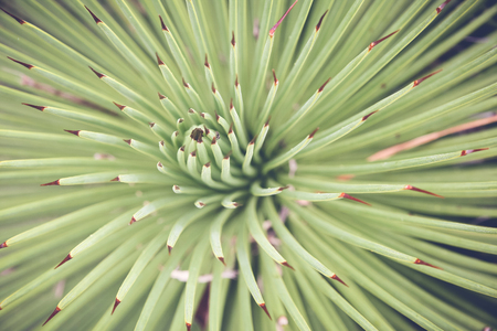 Close up of agave succulent plant, soft selective focus, toningの写真素材