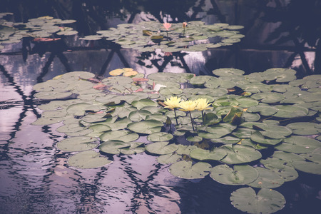 yellow lotus waterlily flowers, selective focus, toningの写真素材