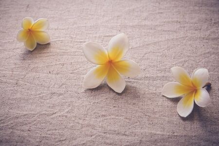 Plumeria Frangipani flower copy space background, selective focus, toning