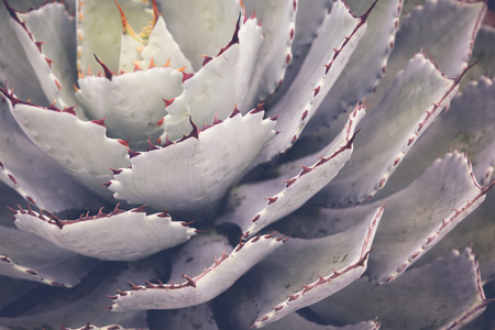 Close up of agave succulent plant, selective focus, toningの写真素材
